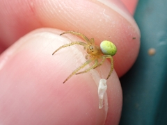 Araniella cucurbitina