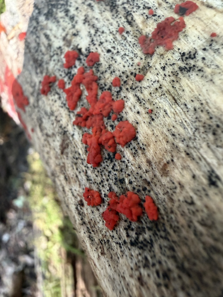 Tulasnella aurantiaca · August 2026 · photo: Photo: (c) Nat Gorka, some rights reserved (CC BY) · iNaturalist