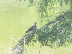 Columba palumbus