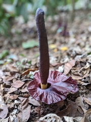 Amorphophallus henryi