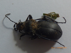 Carabus convexus