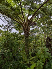 Cyathea arborea, photograph (c) Guillaume Delaitre, some rights reserved (CC BY)
