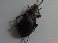 Carabus convexus