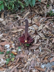 Amorphophallus henryi