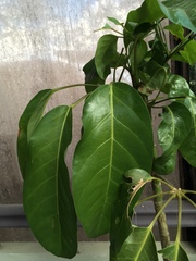 Heptapleurum actinophyllum