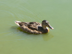 Anas platyrhynchos