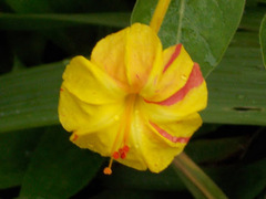 Mirabilis jalapa