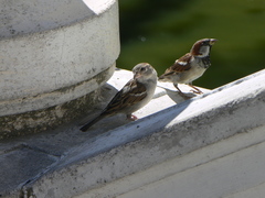 Passer domesticus