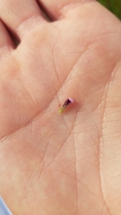 Trifolium albopurpureum