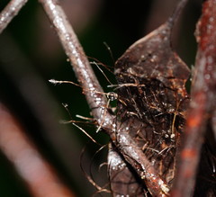 Xylaria filiformis