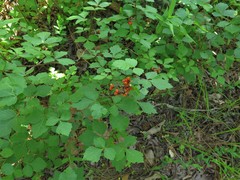 Rhus aromatica aromatica