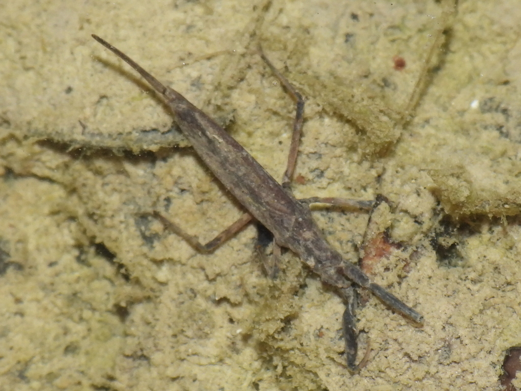Curicta scorpio