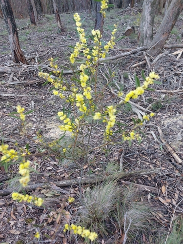 Acacia lanigera, photograph 3