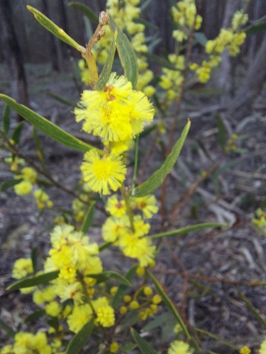 Acacia lanigera, photograph 4