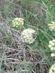 Xylocopa virginica texana