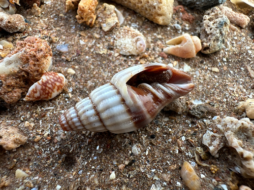 Vexillum jukesii