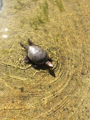 Actinemys marmorata pallida