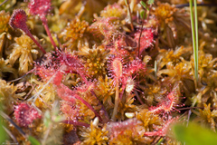 Drosera × obovata