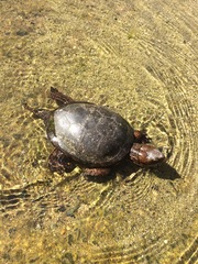 Actinemys marmorata pallida