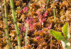 Drosera × obovata