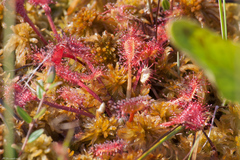 Drosera × obovata