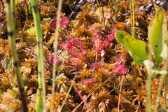 Drosera × obovata
