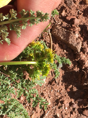 Lomatium scabrum tripinnatum