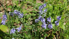 Veronica orsiniana