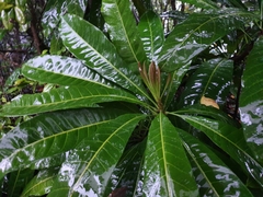 Buchanania mangoides