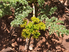 Lomatium scabrum tripinnatum