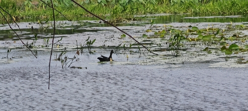 Muscovy Duck