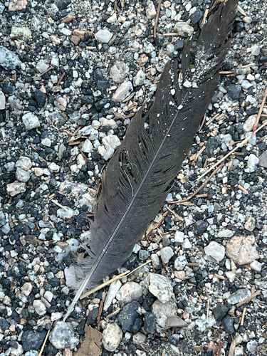 iNaturalist observation photo of Mourning Dove