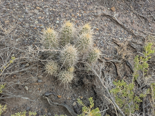 Mojave Kingcup Cactus