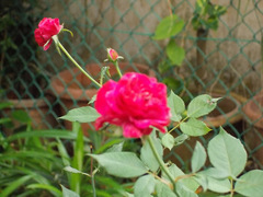 Rosa