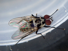Anthomyia procellaris