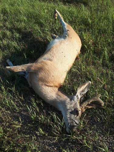 White-tailed Deer