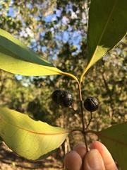 Elaeodendron melanocarpum