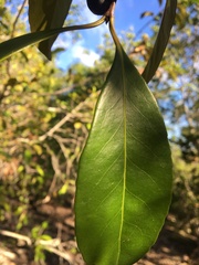 Elaeodendron melanocarpum