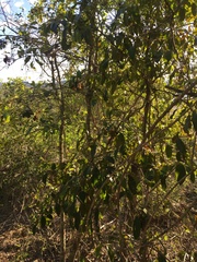 Elaeodendron melanocarpum