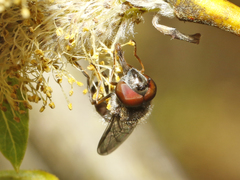 Platycheirus obscurus