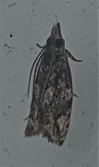 Tritopterna capyra