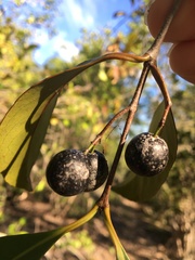 Elaeodendron melanocarpum
