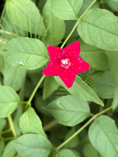 Cypress Vine