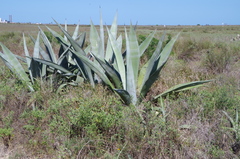 Agave (Agave americana): Herkunft und Verwendung — Foto 3