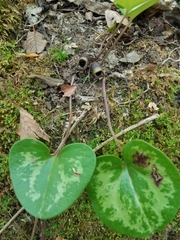 Hexastylis virginica