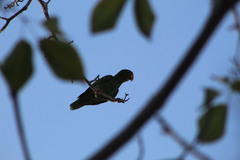 Amazona xantholora
