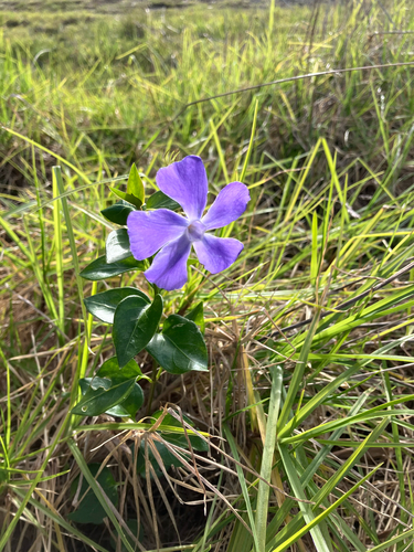 greater periwinkle