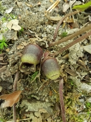 Hexastylis virginica