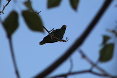 Amazona xantholora
