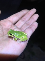 Hyla japonica
